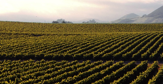 Smart Technologies nel settore vitivinicolo