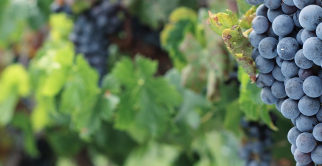 Il futuro del vino italiano passa dal web e dal digitale