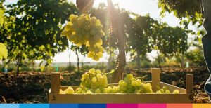 Azienda agricole e vitivinicole: come attuare una strategia CRM
