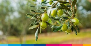 Azienda olivicola di successo: 8 cose da sapere