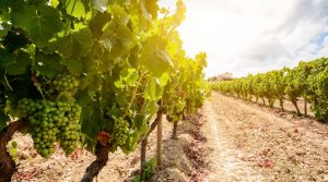 Come aprire un’azienda vinicola e gestirla con successo