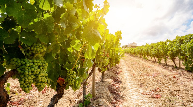 Come aprire un’azienda vinicola e gestirla con successo