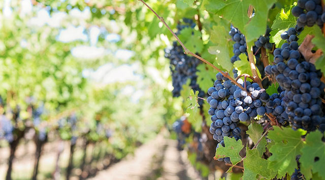 Export del Vino Italiano 2016: boom per le bollicine