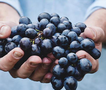 La Vigna di Sarah