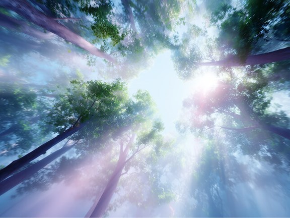 Treedom