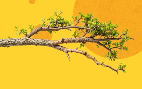 Treedom